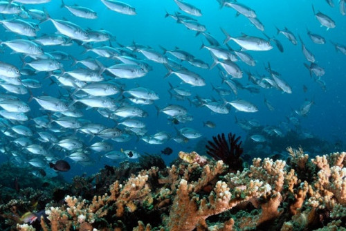 Pasangkayu Optimis, 2021 Jadi Tahun Kelautan dan Perikanan